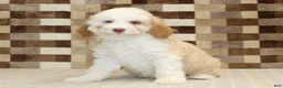 Mini Bernedoodle dogs for sale: Hanna - Ad 4
