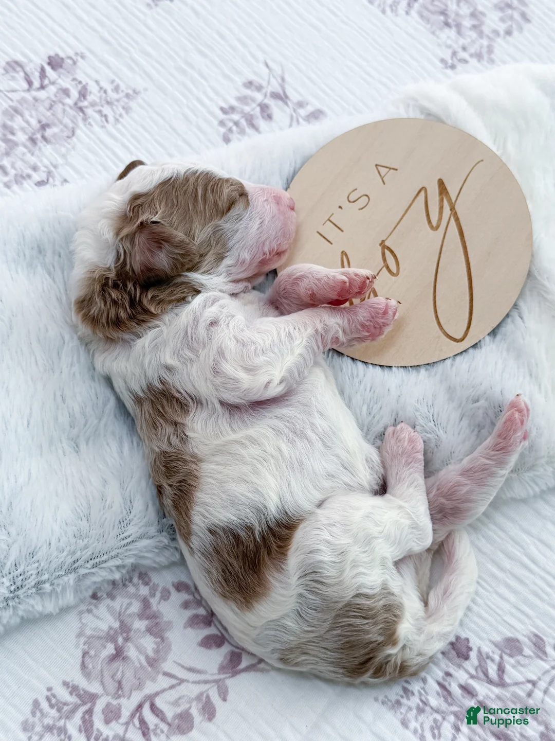 Goldendoodle dogs for sale: Nash - Ad 3