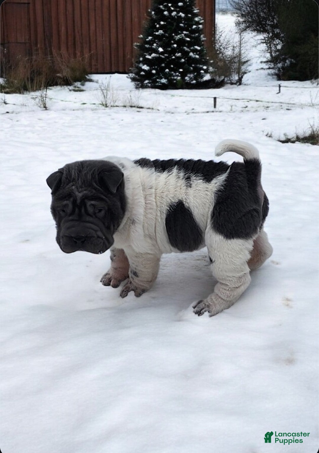 Shar Pei dogs for sale: Bluebelle blue flower mini  - Ad 7