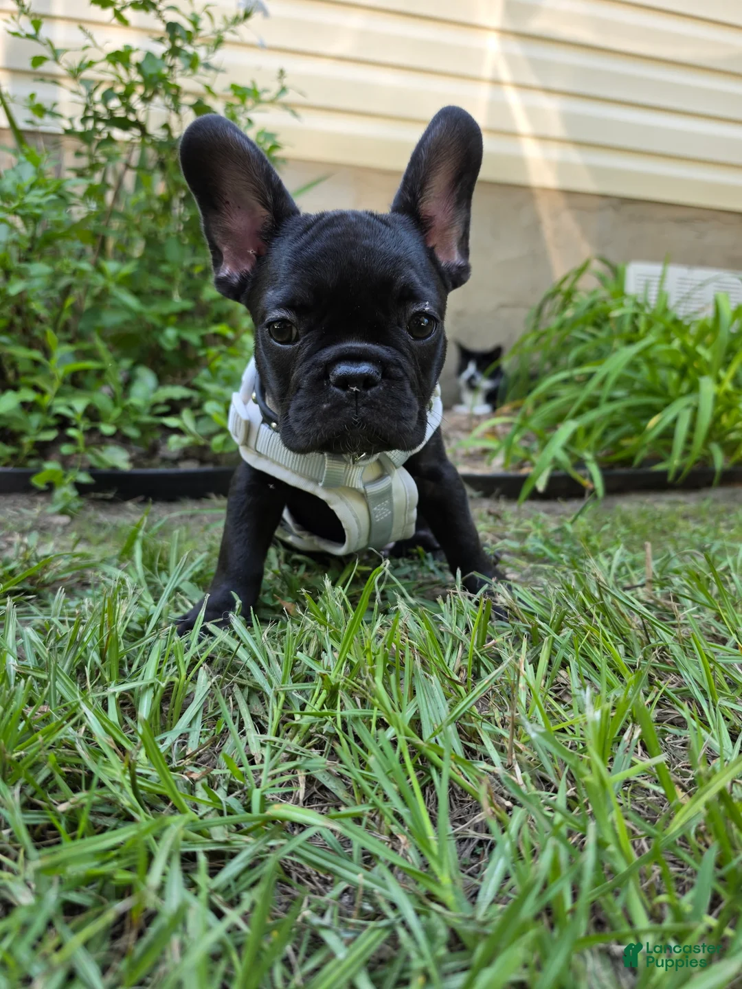 French Bulldog dogs for sale: Bella - Ad 7