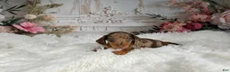 Miniature Dachshund dogs for sale: AKC-Charlotte - Ad 8