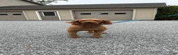 Mini Goldendoodle dogs for sale: Mocha - Ad 3