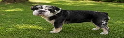 English Bulldog dogs for sale: English Bulldog Puppy 1 - Ad 5