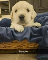Golden Retriever Puppy 4