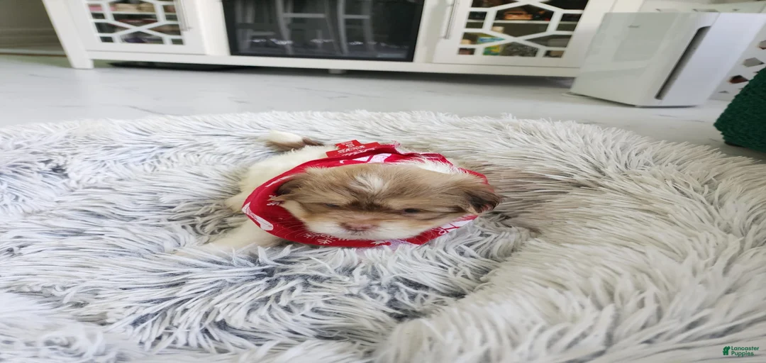 Gallery Image {{count}}