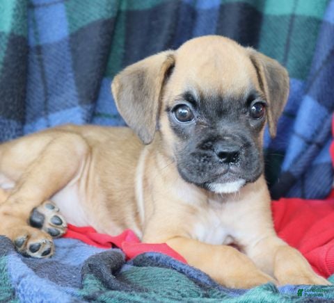 Boxer dogs Tonya  - Ad 1