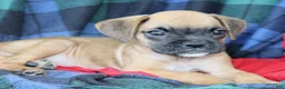 Boxer dogs for sale: Tonya  - Ad 1