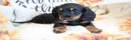Miniature Dachshund dogs for sale: Daisy - Ad 1