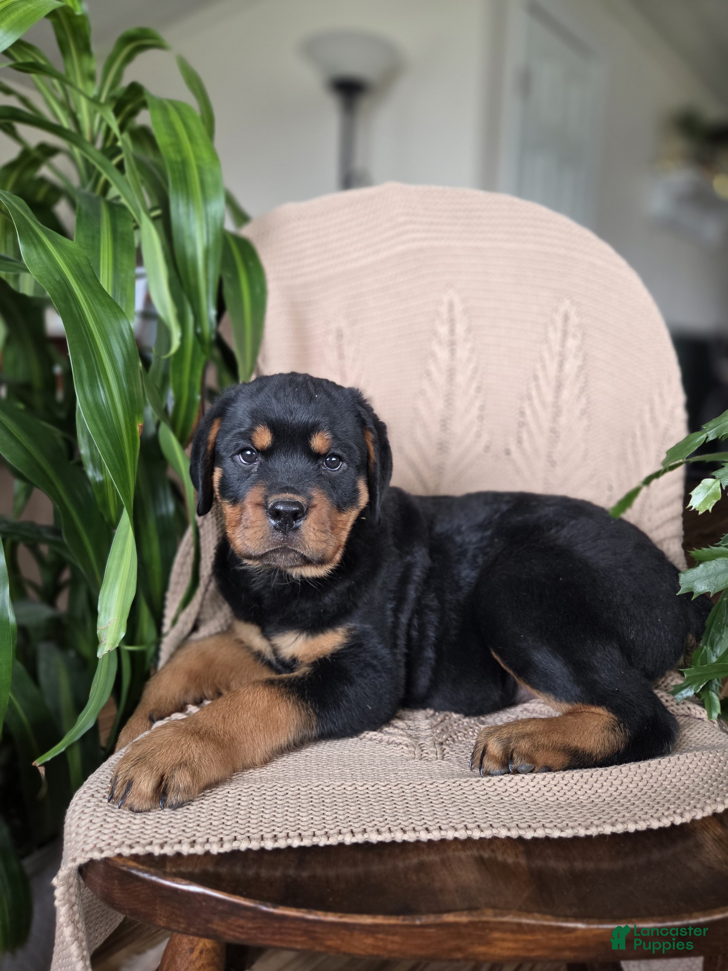 Rottweiler dogs Dakota - Ad 2