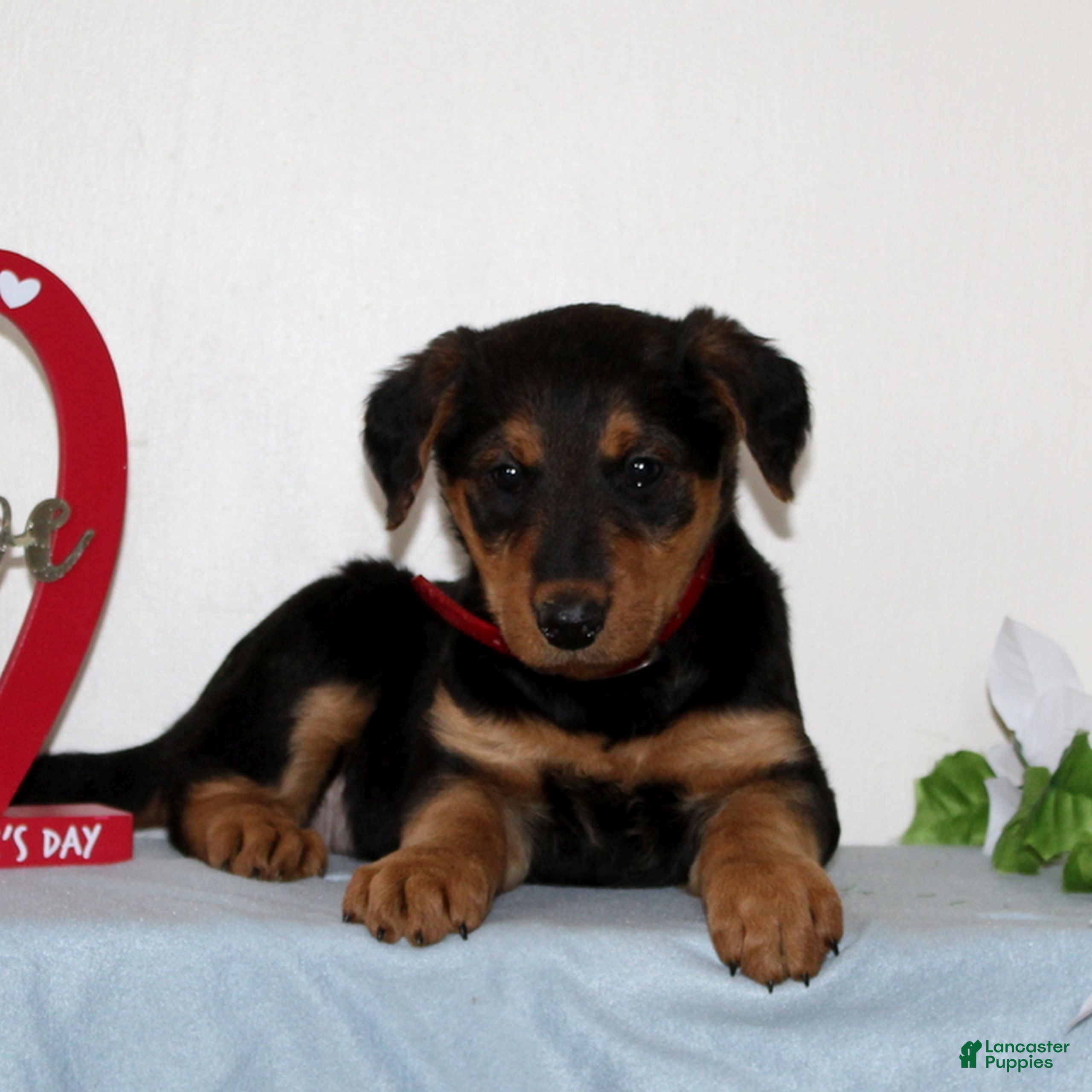 Airedale Terrier dogs Sweetie  - Ad 1