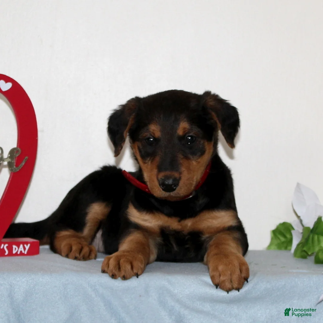 Airedale Terrier dogs for sale: Sweetie  - Ad 1