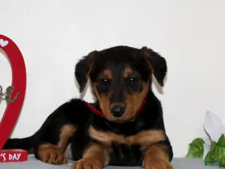 Airedale Terrier dogs Sweetie - Ad 1