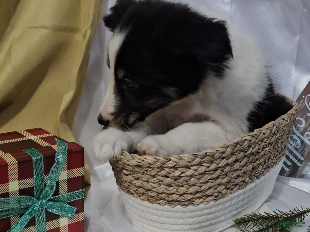 Shetland Sheepdog dogs for sale: Frosty - Ad 11