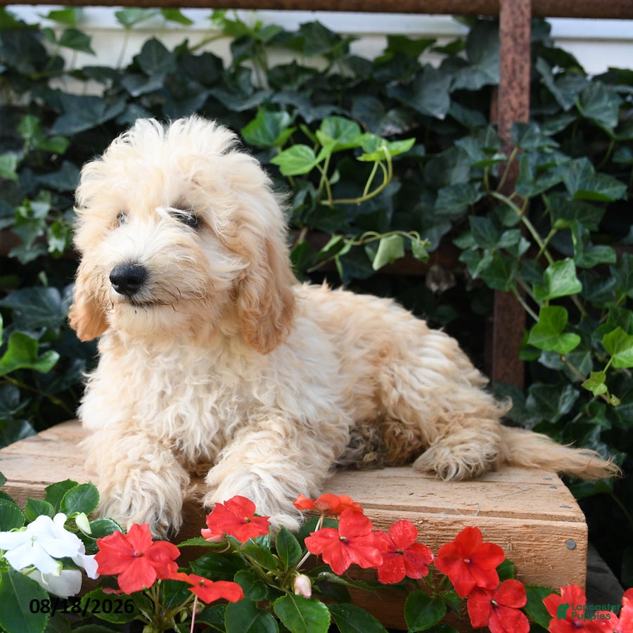 Maltipoo dogs Jasper  - Ad 2