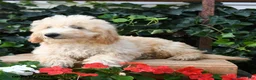 Maltipoo dogs for sale: Jasper  - Ad 2