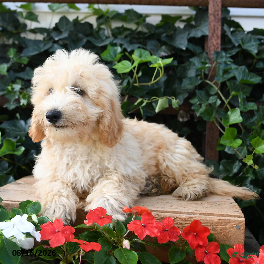 Maltipoo dogs for sale: Jasper  - Ad 2