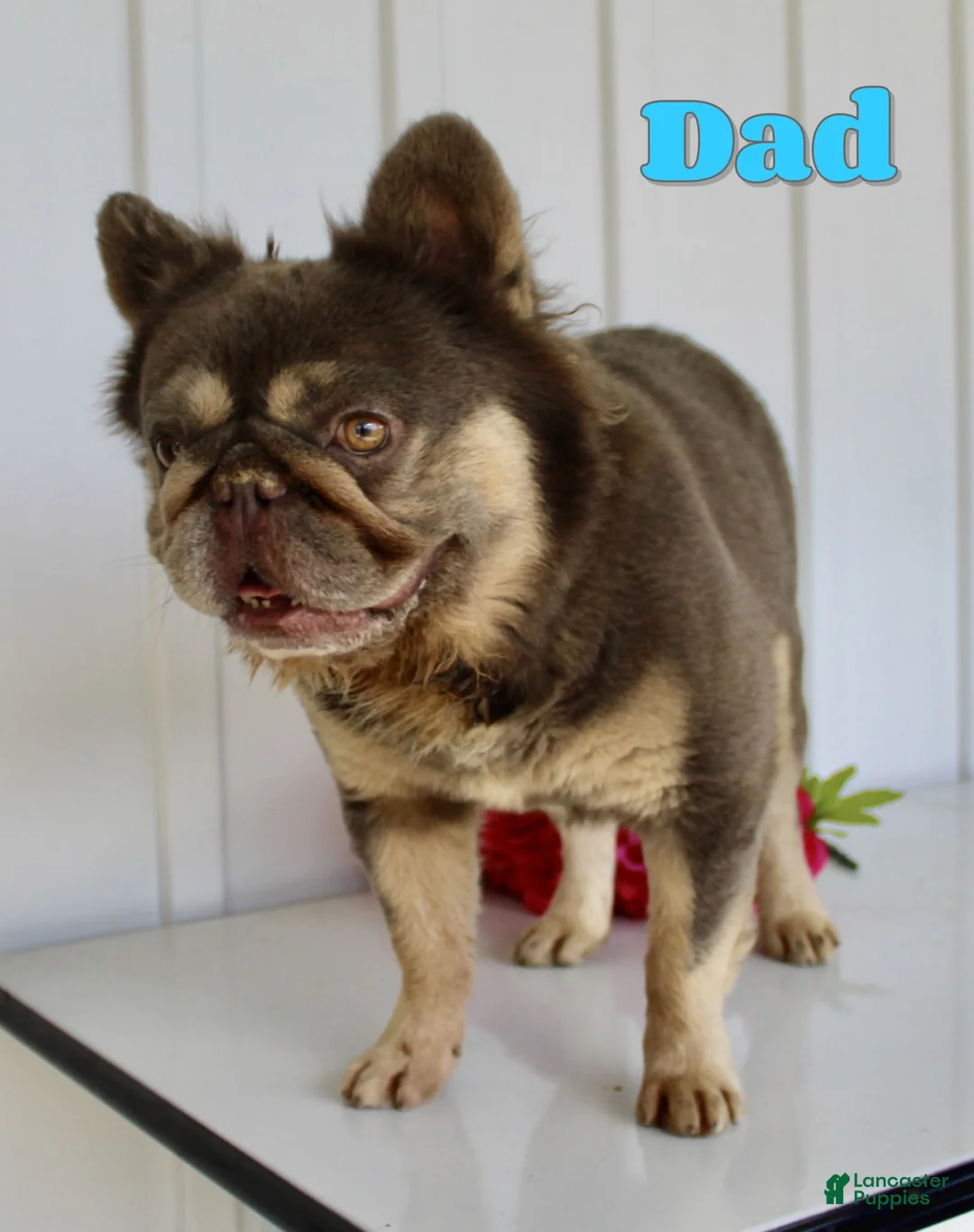 French Bulldog dogs for sale: Debi - Ad 9