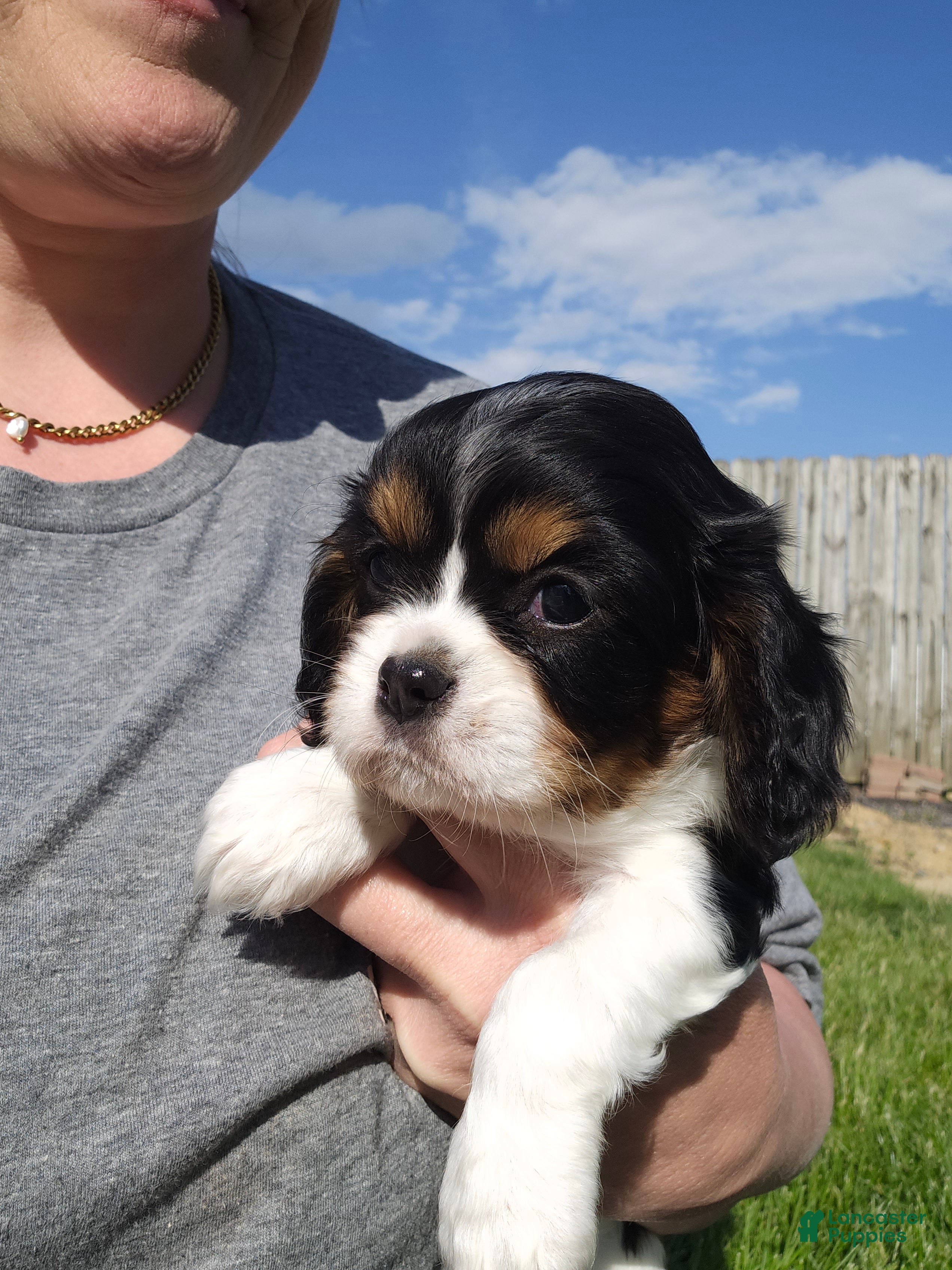Cavalier King Charles Spaniel dogs Rosie - Ad 29