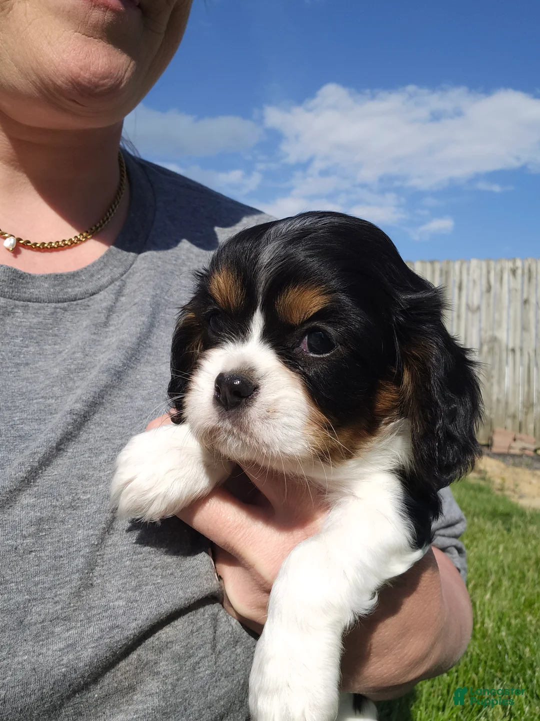 Cavalier King Charles Spaniel dogs for sale: Rosie - Ad 1