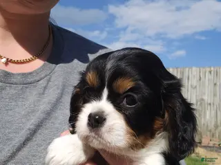 Cavalier King Charles Spaniel dogs Rosie - Ad 31