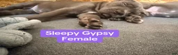 Cane Corso dogs for sale: Gypsy - Ad 2