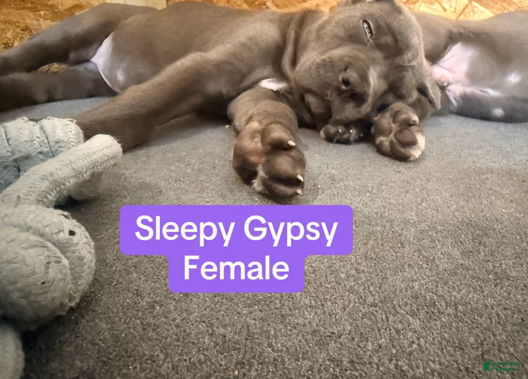 Cane Corso dogs for sale: Gypsy - Ad 2