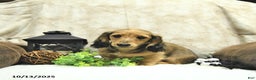Miniature Dachshund dogs for sale: Fredrick - Ad 3