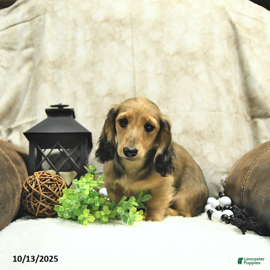 Miniature Dachshund dogs for sale: Fredrick - Ad 3