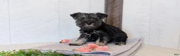 Miniature Schnauzer dogs for sale: Dolly - Ad 7