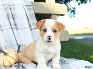 Welsh Corgi Pembroke dogs - Ad 34