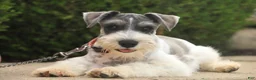 Miniature Schnauzer dogs for sale: Quinn Miniature Schnauzer (crate and leash Trained) - Ad 15