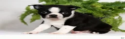 Boston Terrier dogs for sale: Tyler - Ad 3