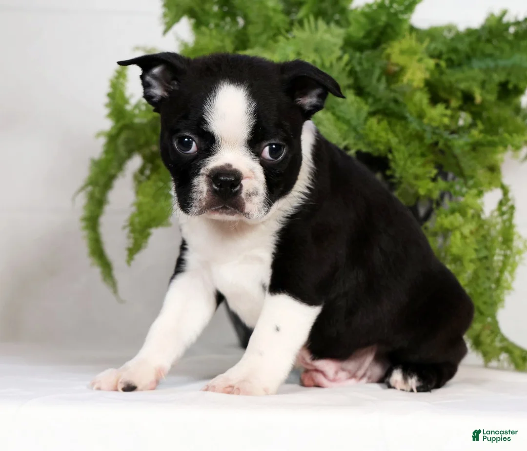 Boston Terrier dogs for sale: Tyler - Ad 3