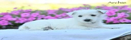 West Highland Terrier dogs for sale: Archie - Ad 4