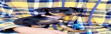 Miniature Pinscher Puppy 4