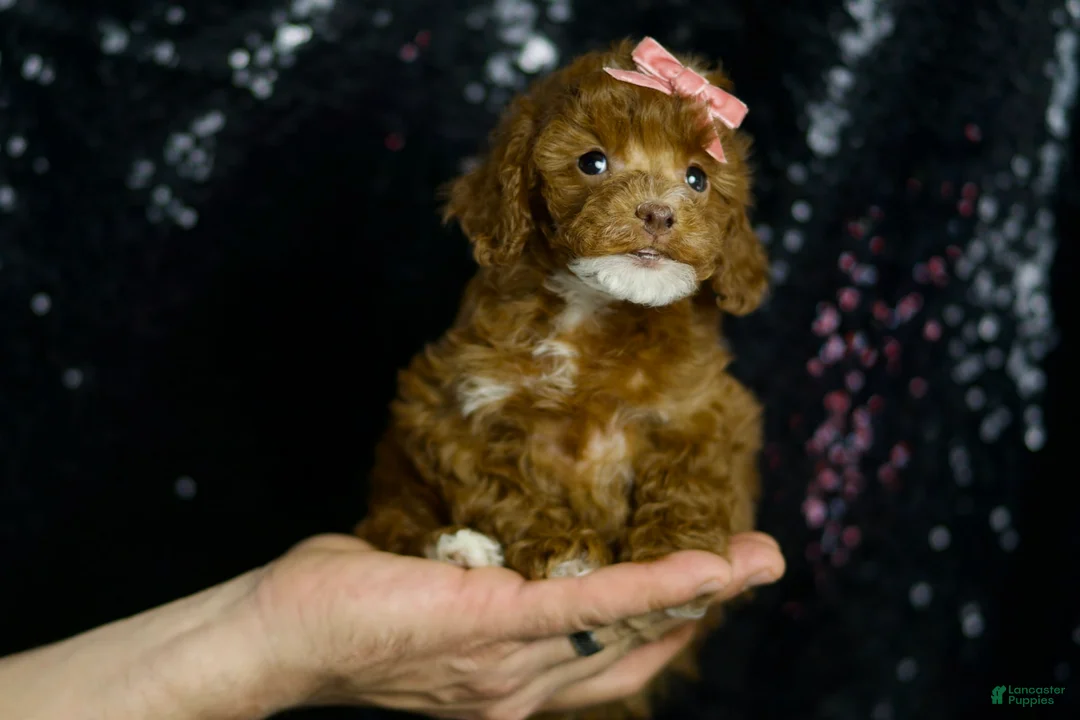 Toy Poodle dogs for sale: Cayenne - Ad 1