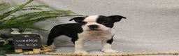Boston Terrier dogs for sale: Forrest - Ad 6