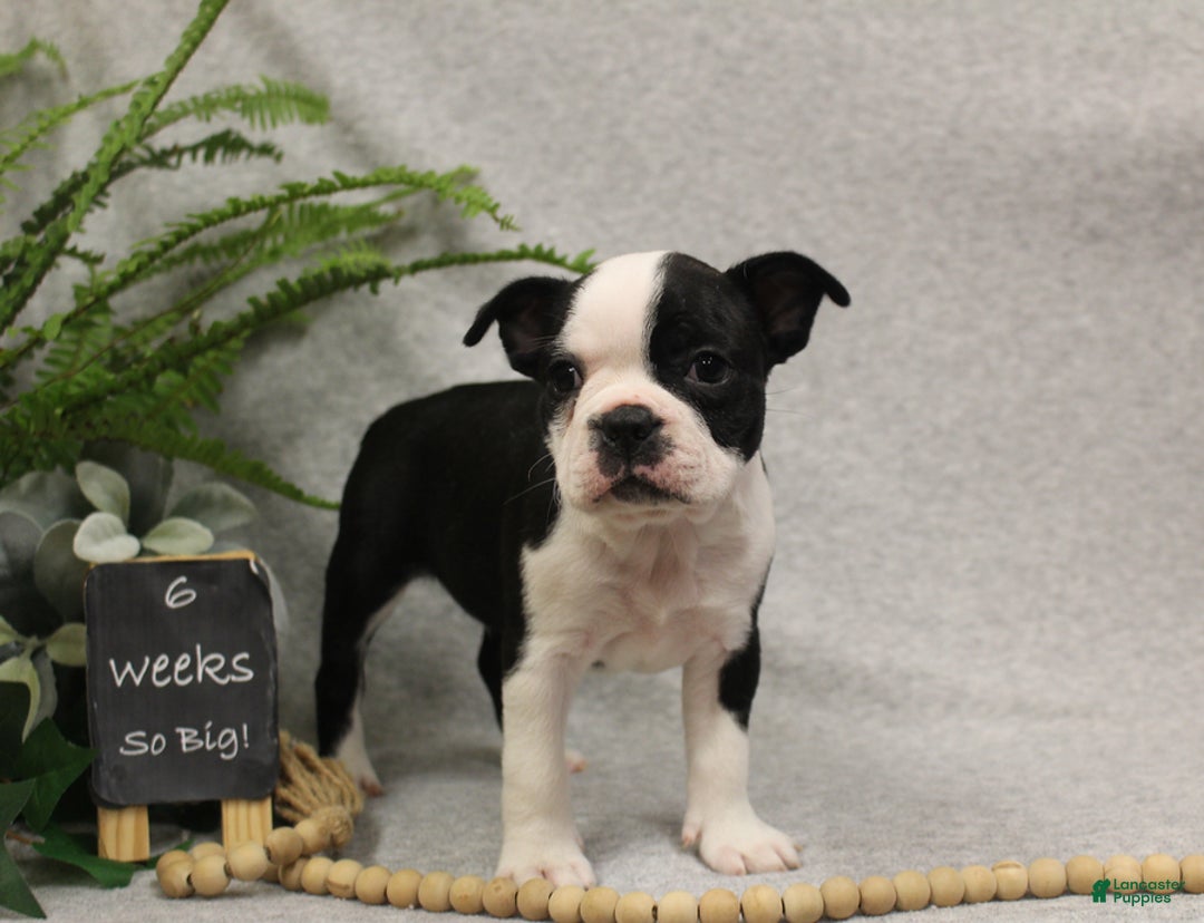 Boston Terrier dogs for sale: Forrest - Ad 6
