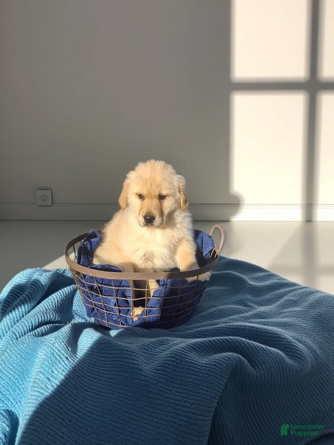 Golden Retriever dogs for sale: Golden Retriever Puppy 10 - Ad 1
