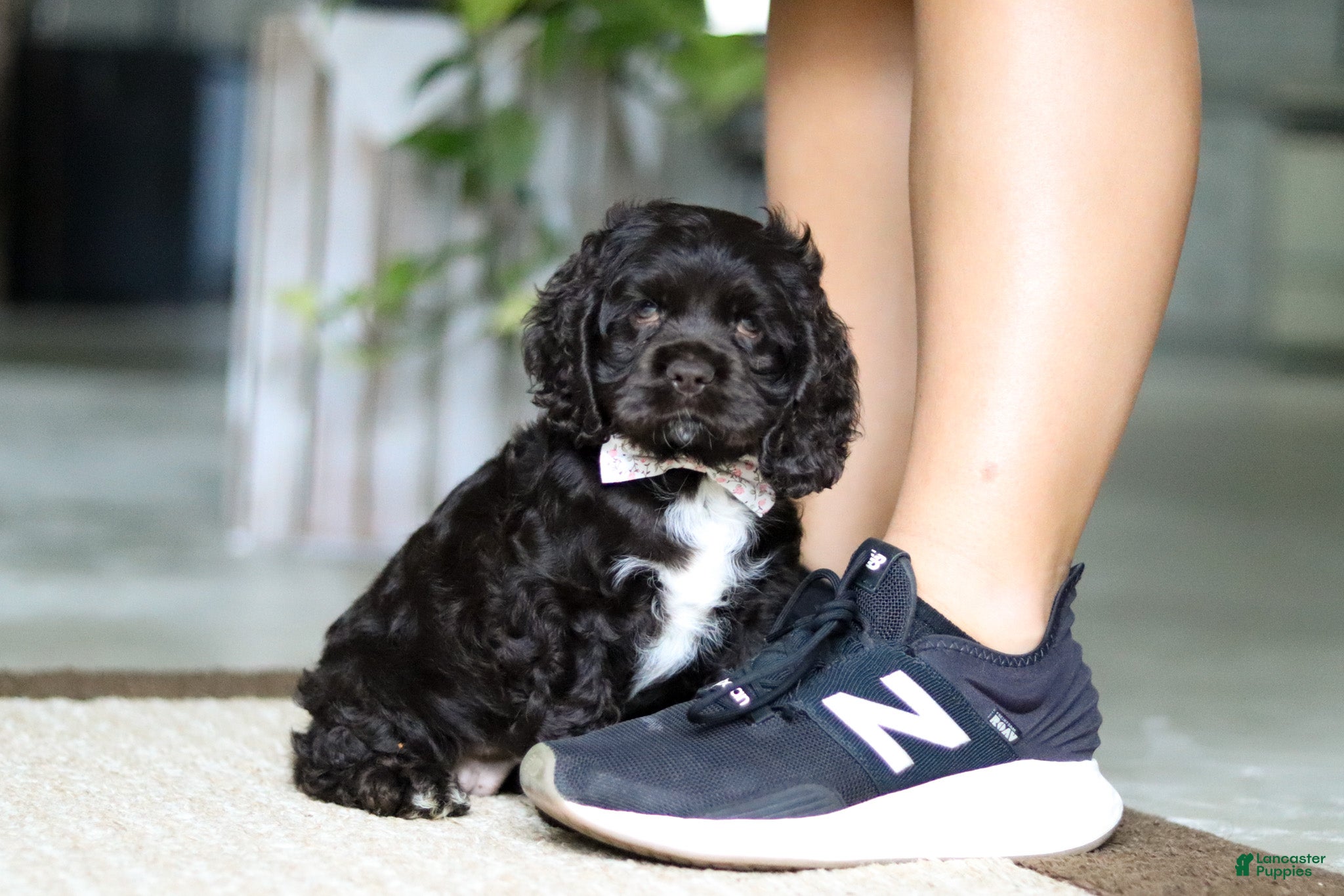 Cocker Spaniel dogs Ellie - Ad 1