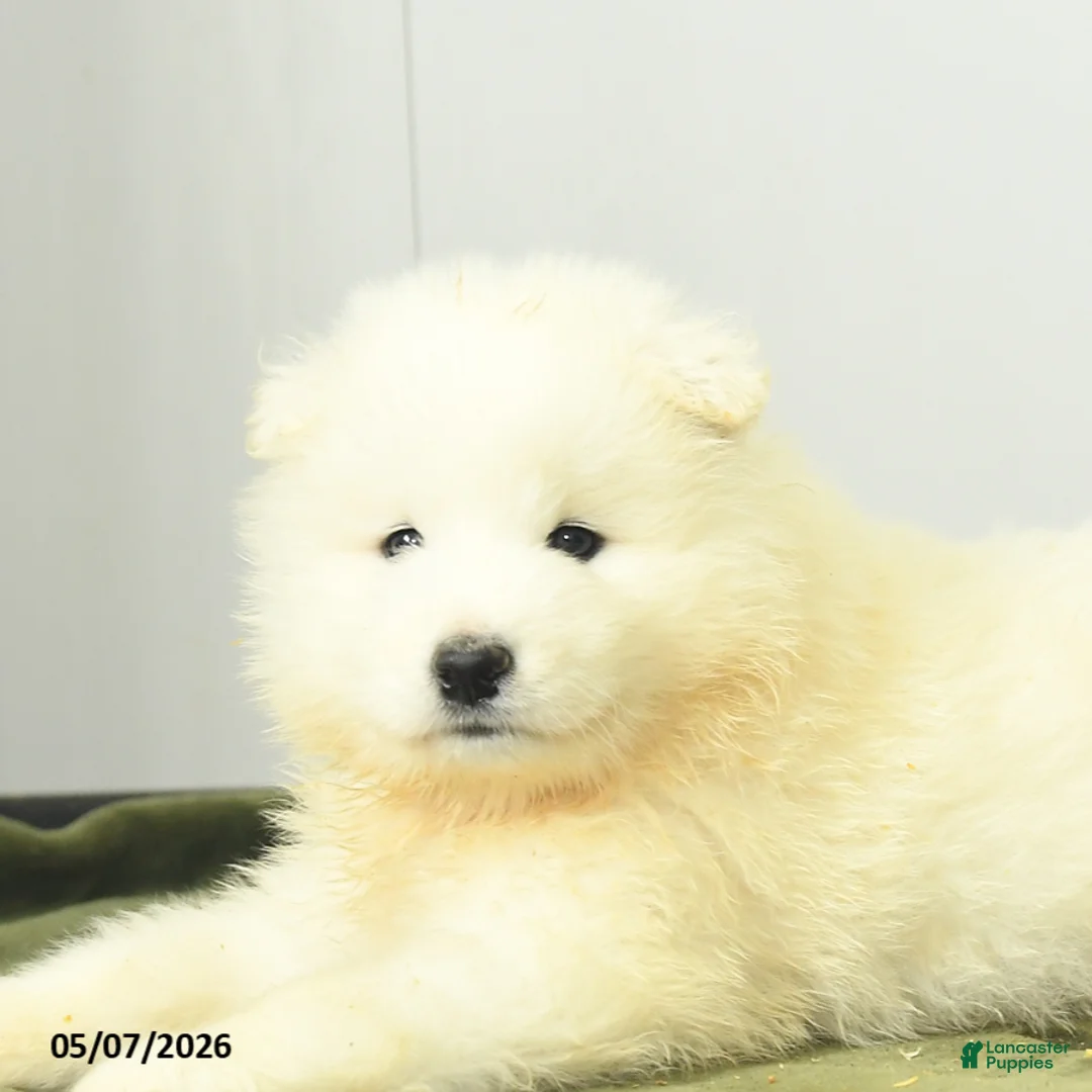 Samoyed dogs for sale: Lucky charm - Ad 2