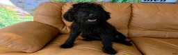 Labradoodle dogs for sale: Sadie - Ad 4