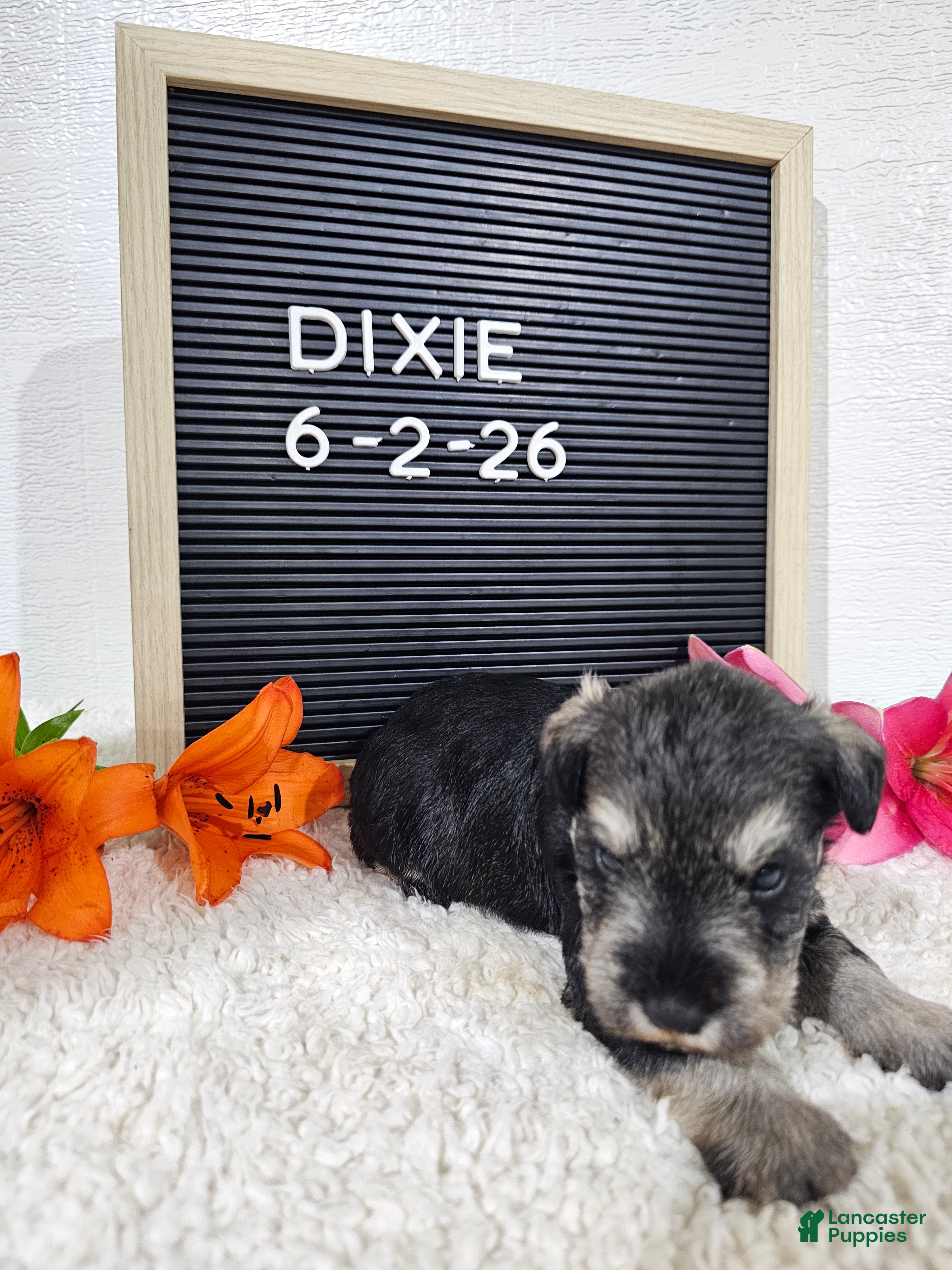 Miniature Schnauzer dogs Dixie - Ad 1