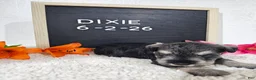 Miniature Schnauzer dogs for sale: Dixie - Ad 1