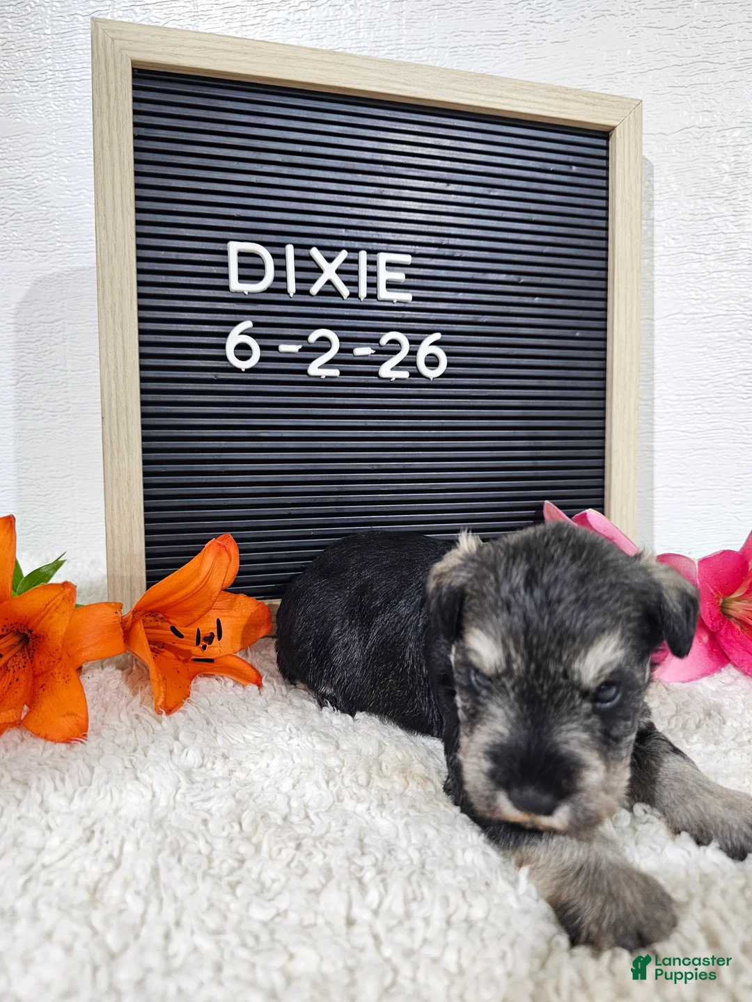 Miniature Schnauzer dogs for sale: Dixie - Ad 1