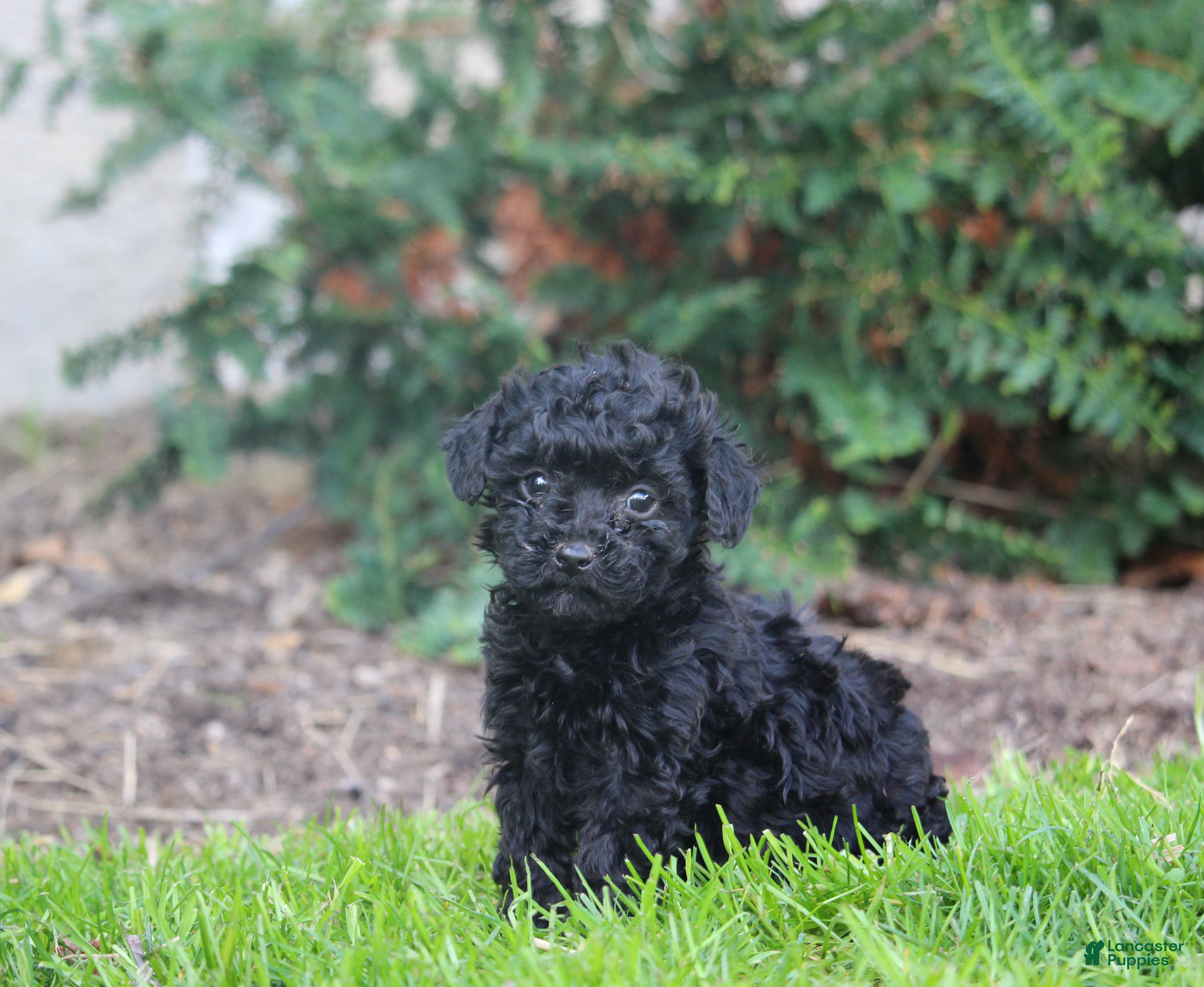 Bernedoodle dogs for sale: Betty - Ad 4