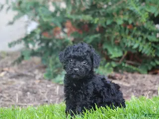 Bernedoodle dogs for sale: Betty - Ad 4