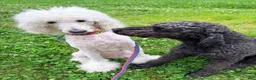 Standard Poodle dogs for sale: **RESERVED** Violet - Ad 2