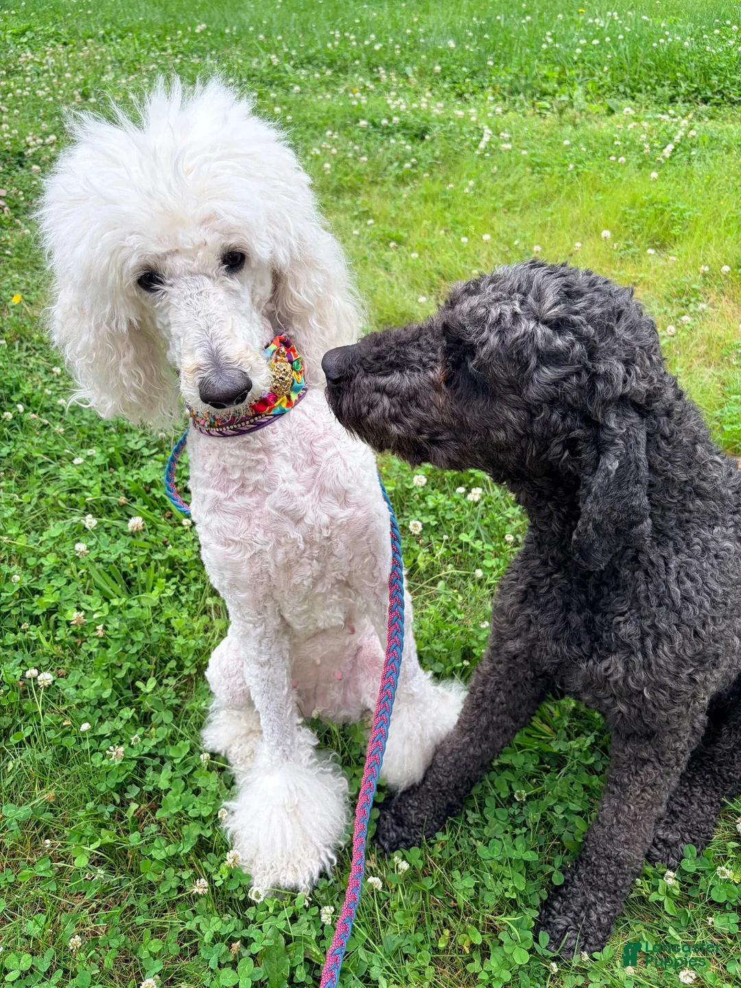 Standard Poodle dogs for sale: **RESERVED** Violet - Ad 2