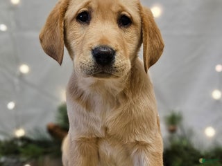 Labrador Retriever dogs Misty - Ad 34